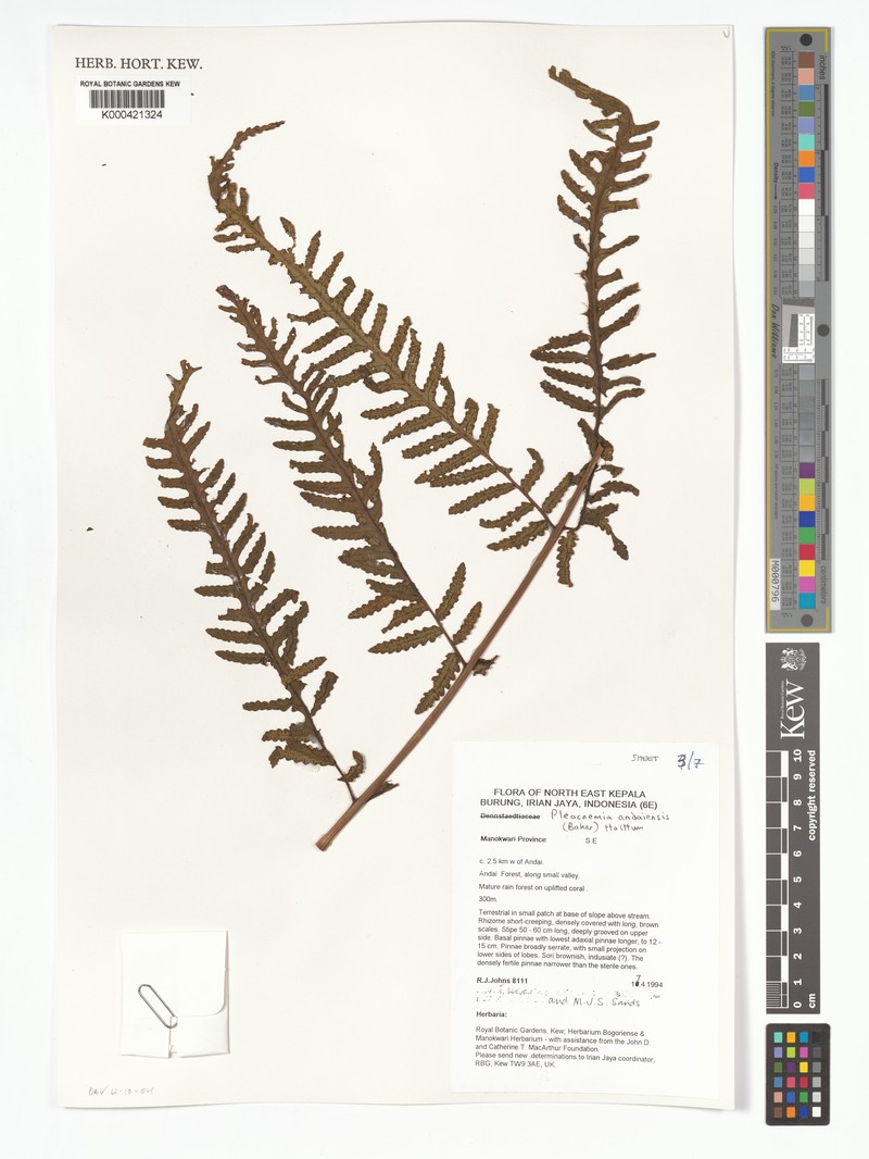 Pleocnemia andaiensis photo 4
