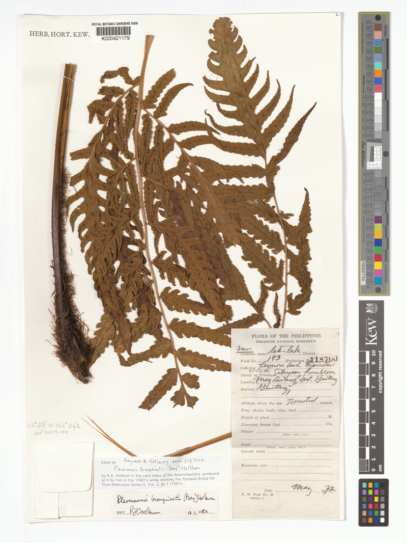 Pleocnemia brongniartii photo 2