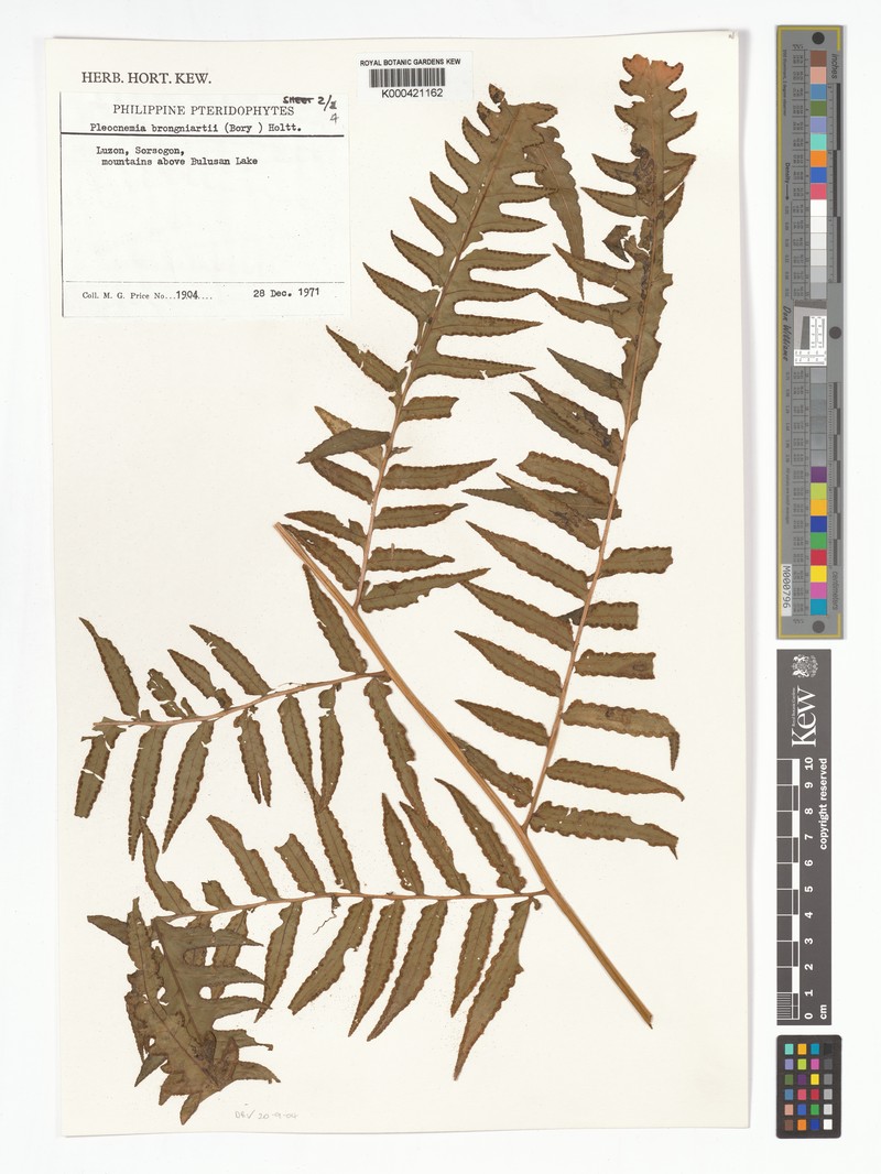 Pleocnemia brongniartii photo 3