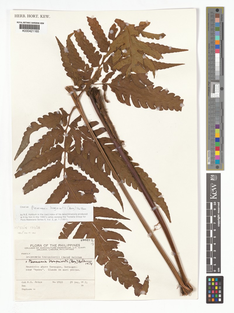 Pleocnemia brongniartii photo 4