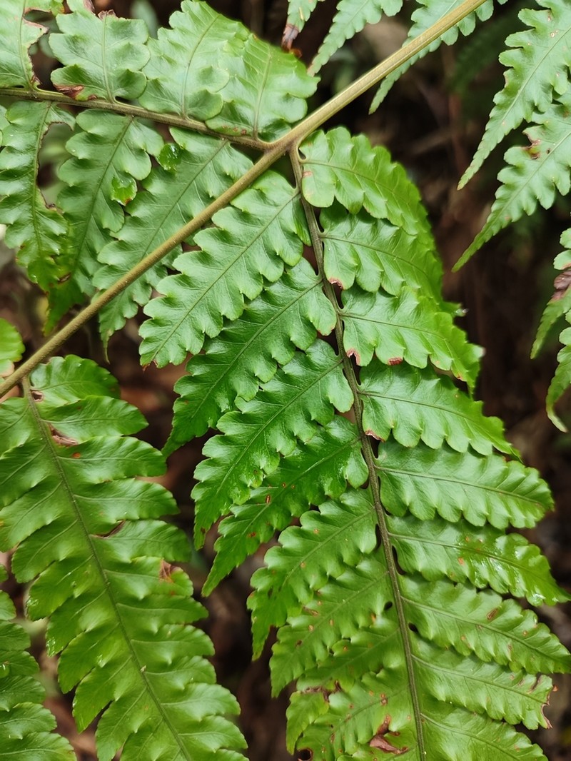 Pleocnemia cumingiana