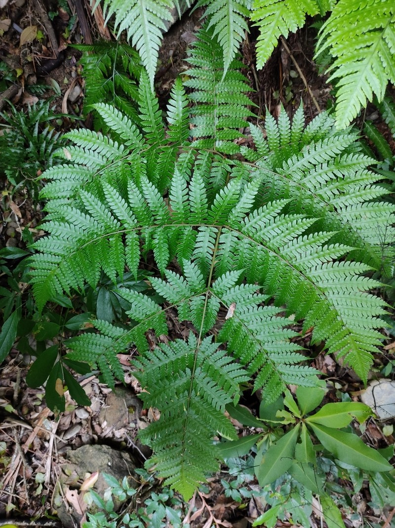 Pleocnemia cumingiana photo 2