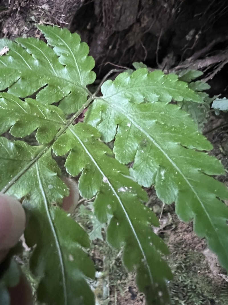 Pleocnemia cumingiana photo 3