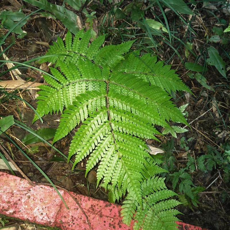 Pleocnemia cumingiana photo 4