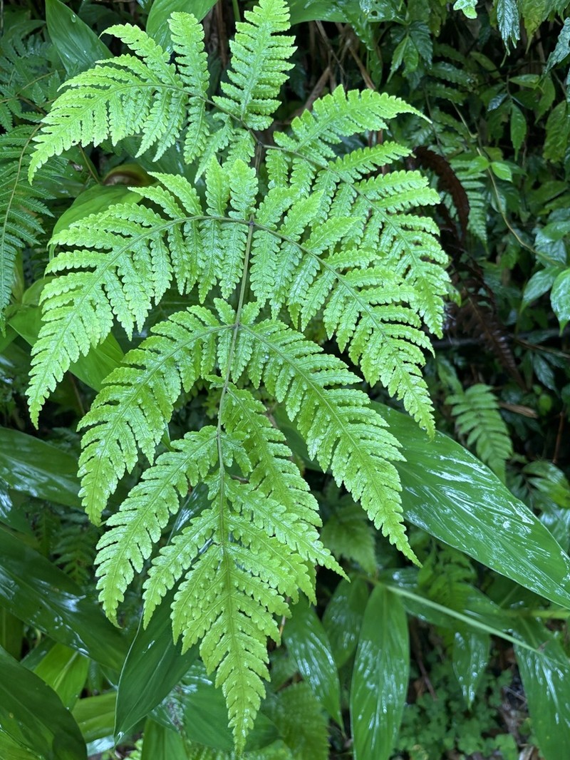 Pleocnemia cumingiana photo 6