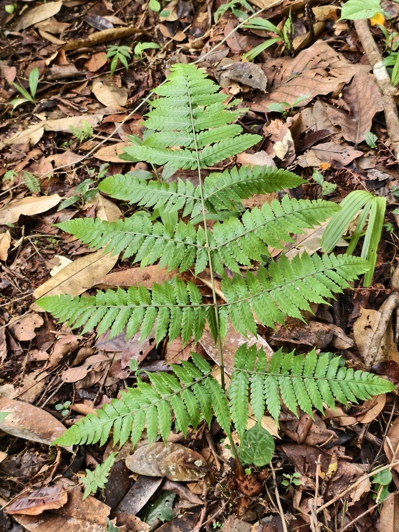 Pleocnemia cumingiana photo 8