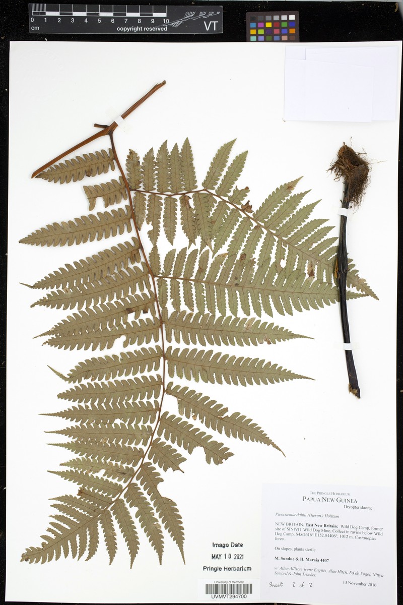 Pleocnemia dahlii