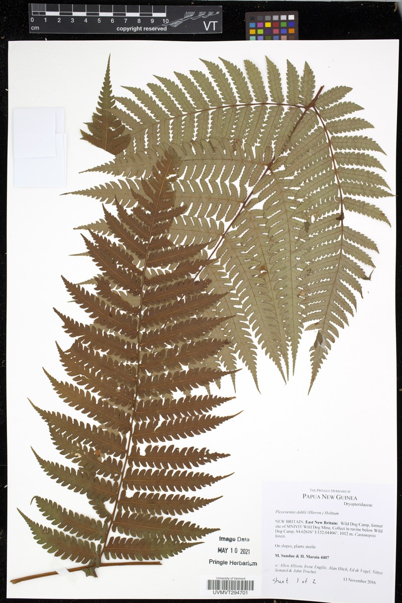 Pleocnemia dahlii photo 2