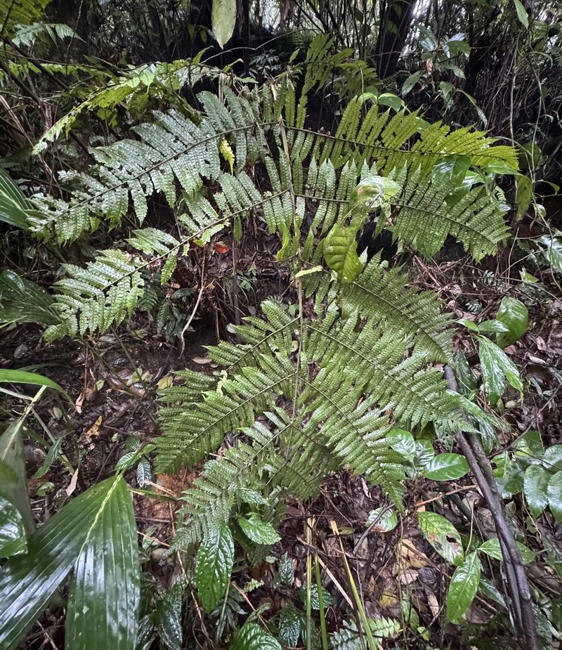 Pleocnemia hemiteliiformis