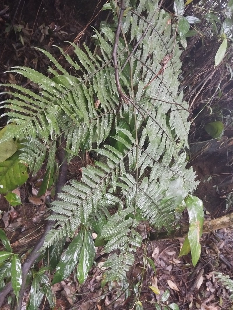Pleocnemia hemiteliiformis photo 2