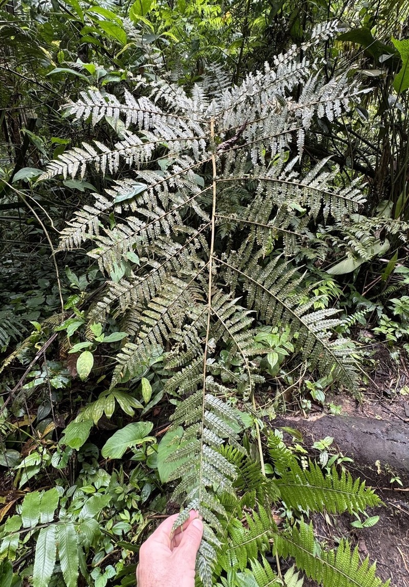 Pleocnemia hemiteliiformis photo 4