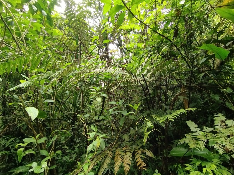 Pleocnemia hemiteliiformis photo 6