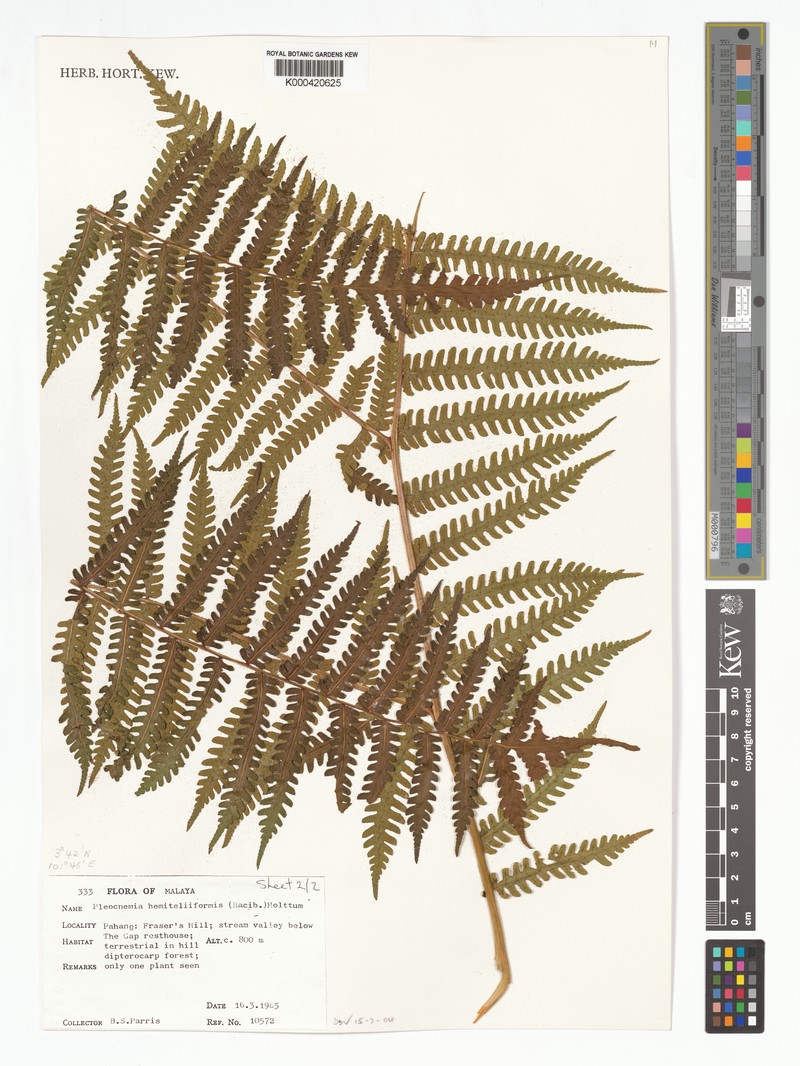 Pleocnemia hemiteliiformis photo 8