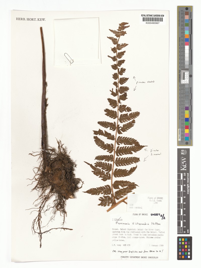 Pleocnemia intermedia