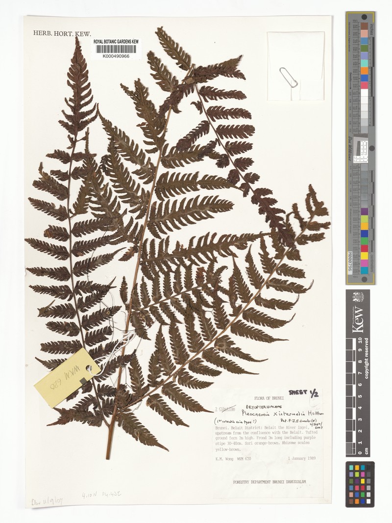 Pleocnemia intermedia photo 2