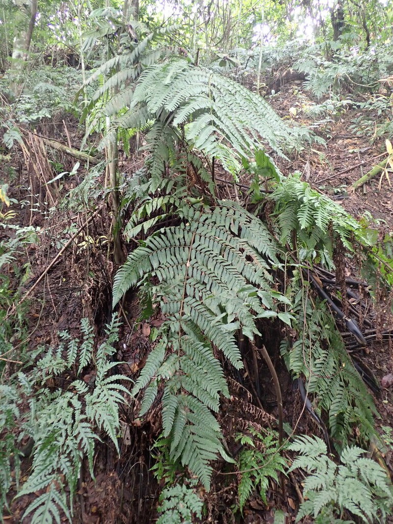 Pleocnemia leuzeana