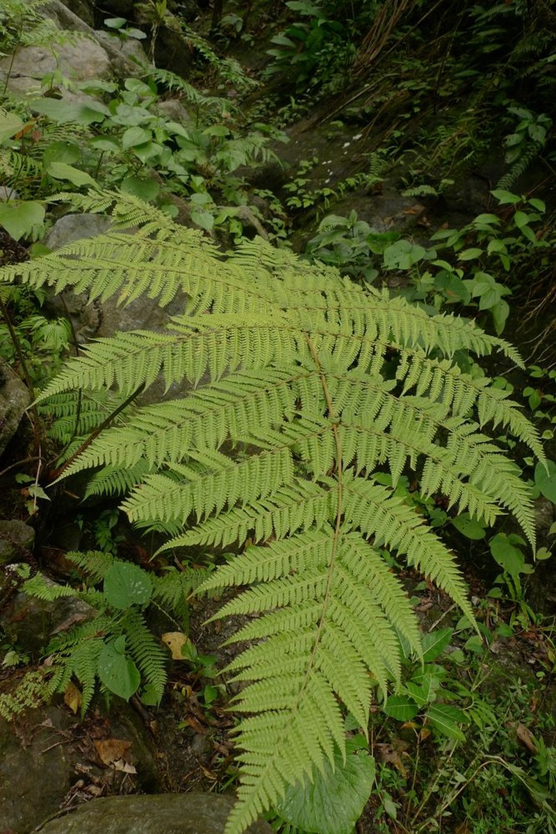 Pleocnemia leuzeana photo 3