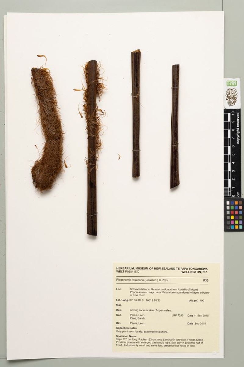 Pleocnemia leuzeana photo 5