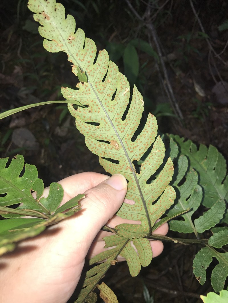 Pleocnemia macrodonta photo 6