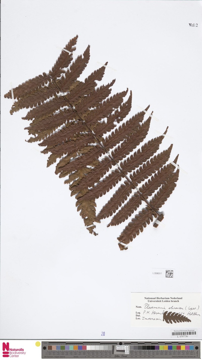 Pleocnemia olivacea