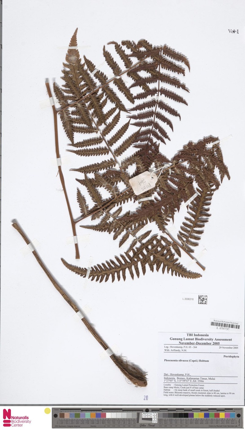 Pleocnemia olivacea photo 2