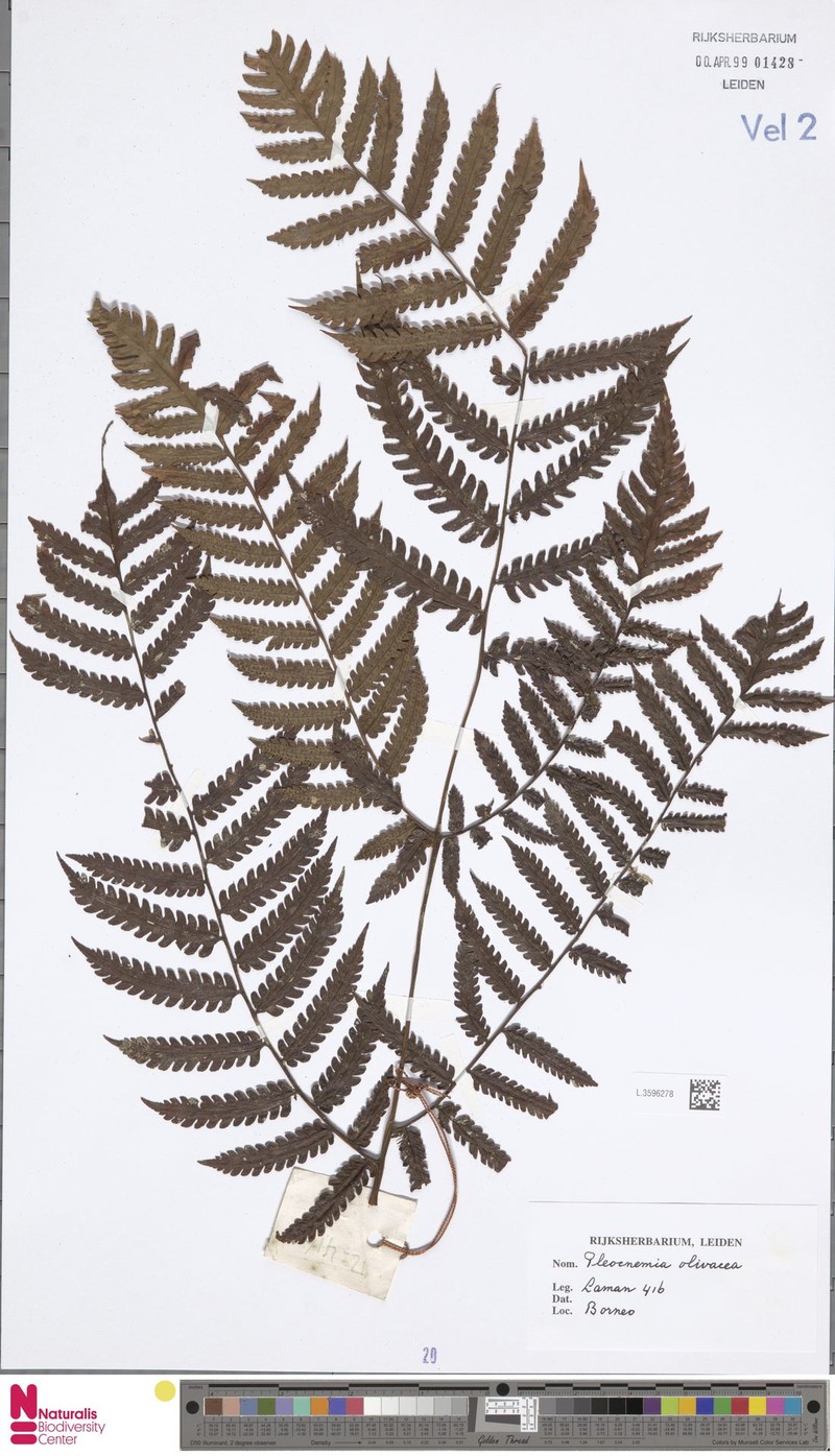 Pleocnemia olivacea photo 3
