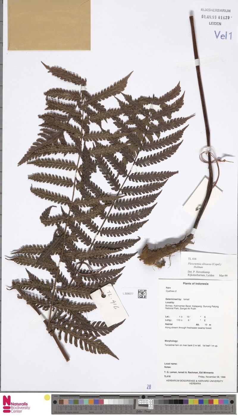 Pleocnemia olivacea photo 4