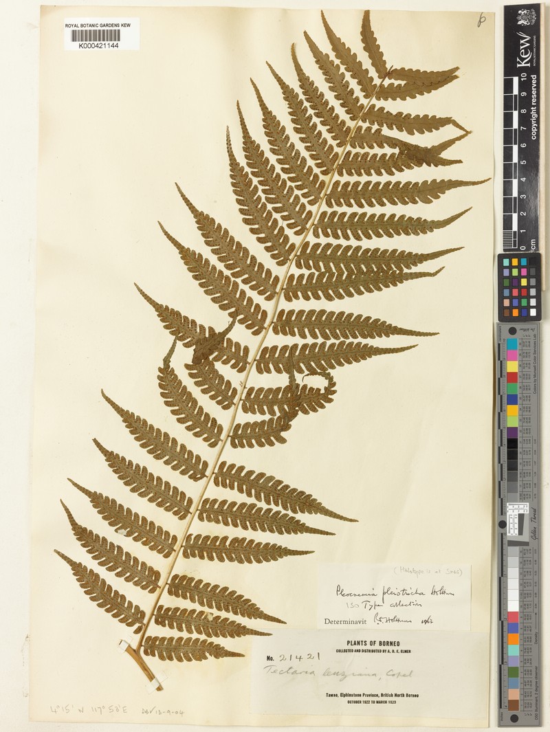 Pleocnemia pleiotricha photo 2