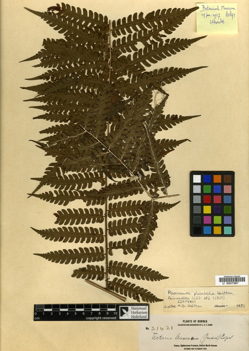 Pleocnemia pleiotricha photo 3