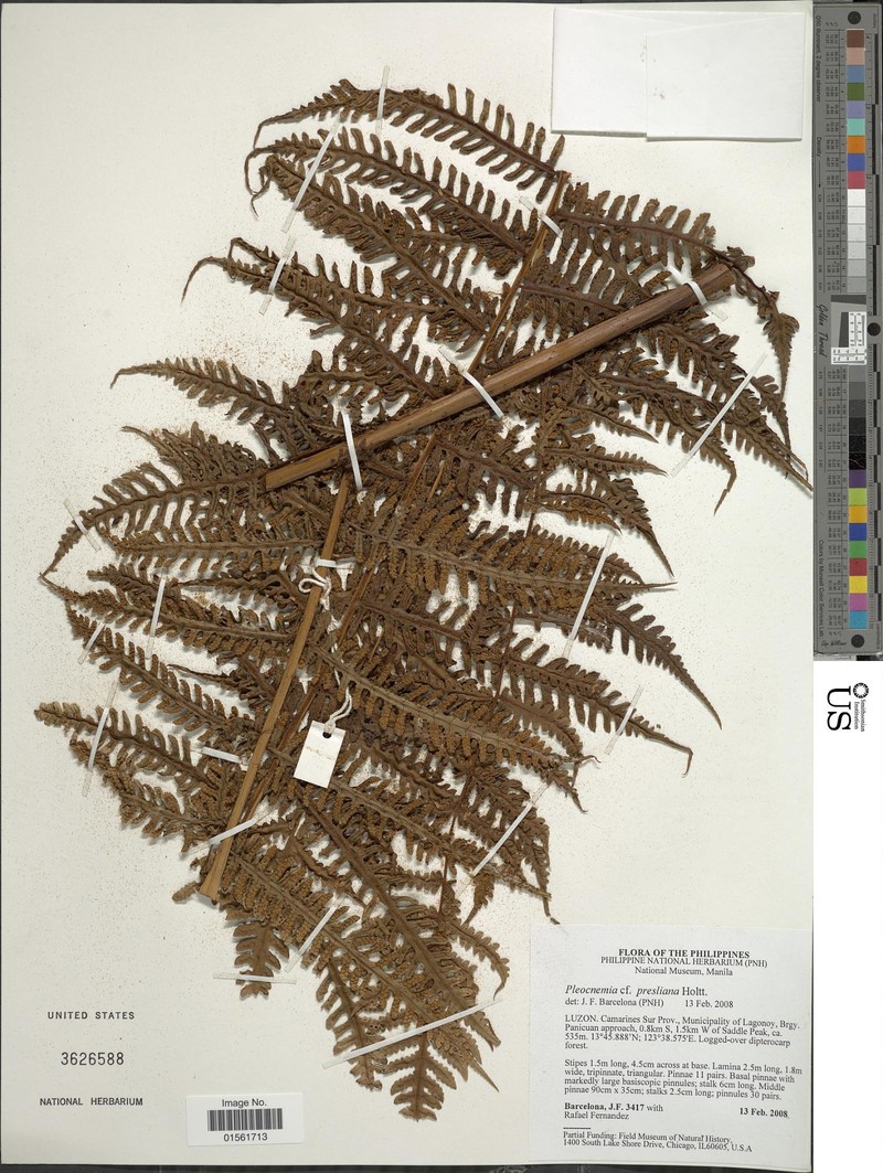 Pleocnemia presliana