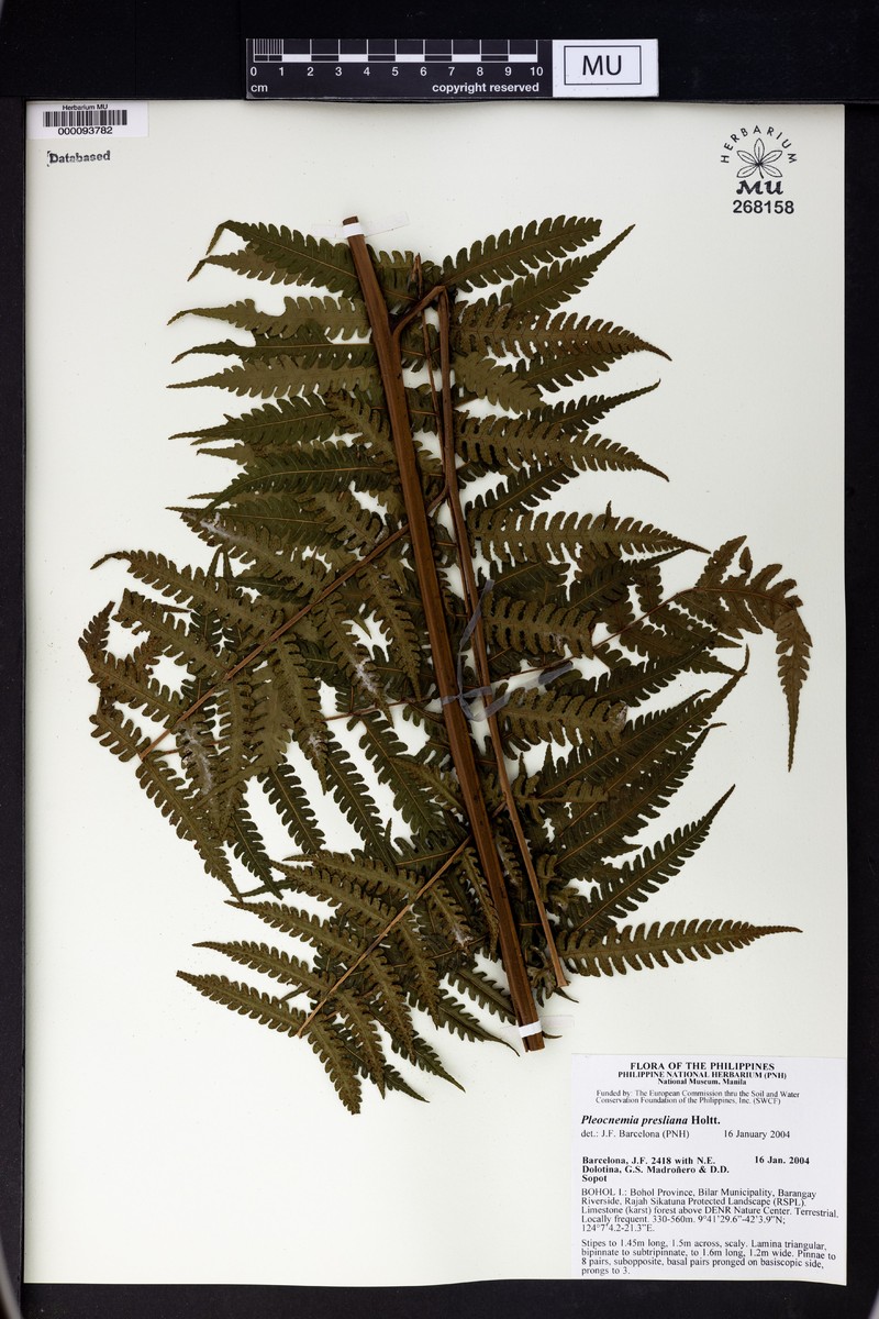 Pleocnemia presliana photo 2