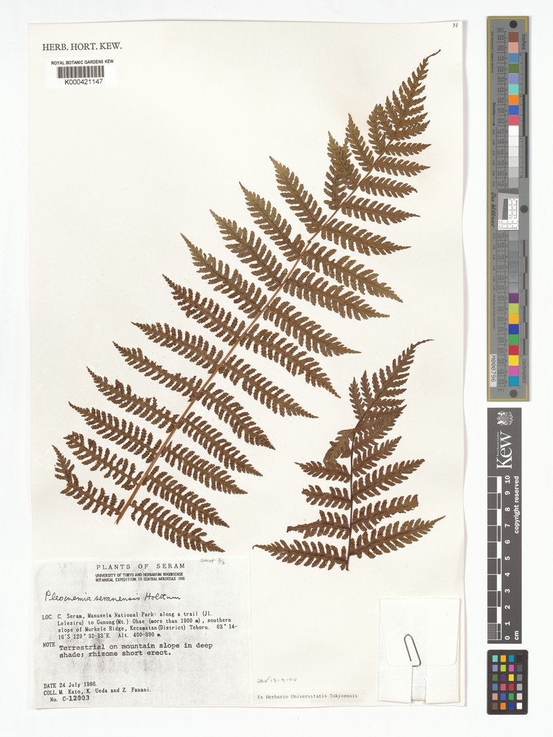 Pleocnemia seranensis photo 2