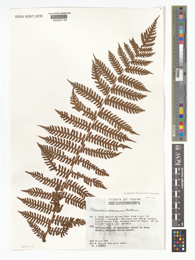 Pleocnemia seranensis photo 3