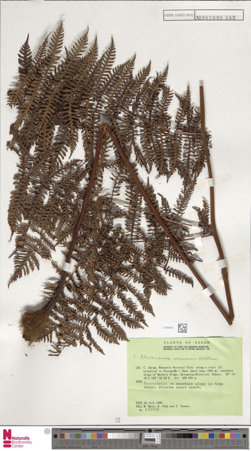 Pleocnemia seranensis photo 4