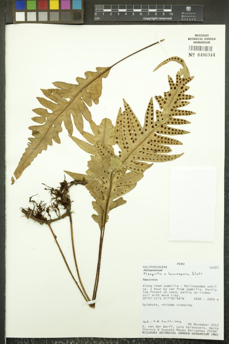 Pleopeltis × leucospora photo 2