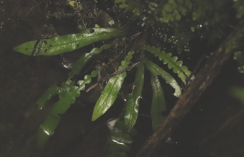 Pleopeltis × simiana
