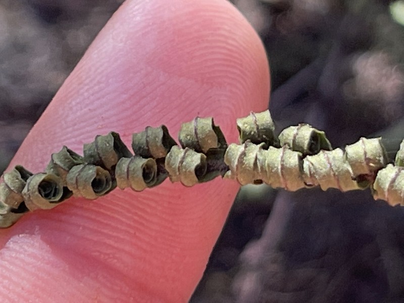 Pleopeltis acicularis