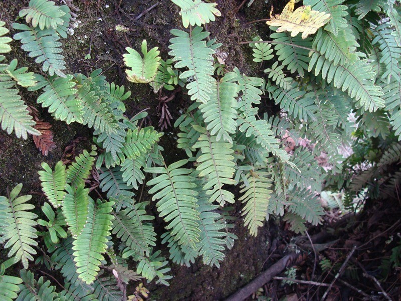 Pleopeltis acicularis photo 2