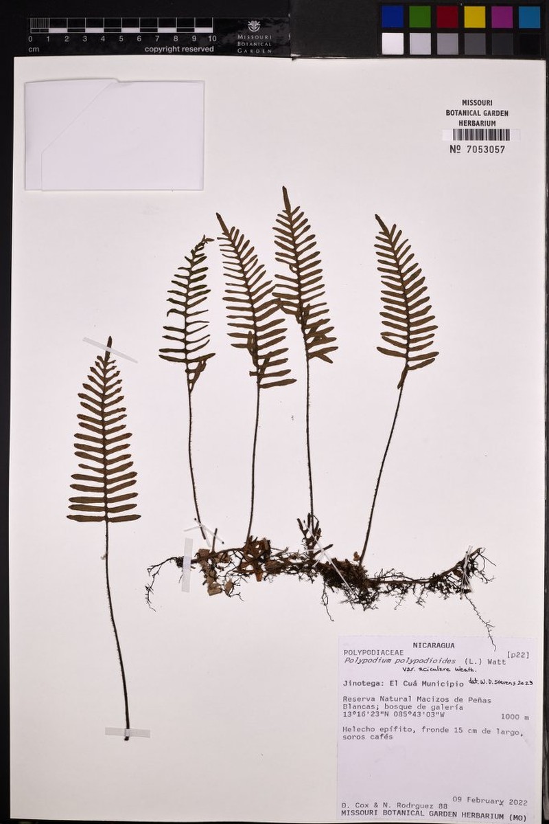 Pleopeltis acicularis photo 4