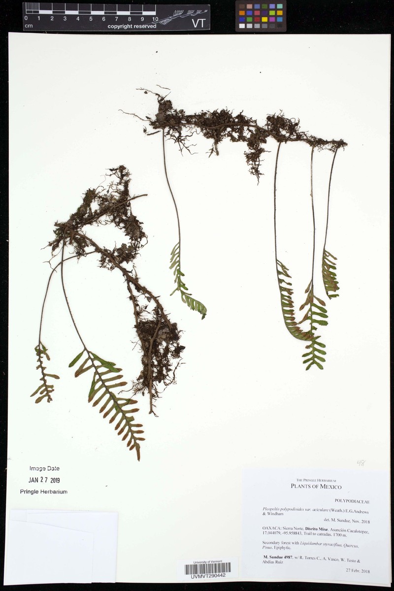 Pleopeltis acicularis photo 5
