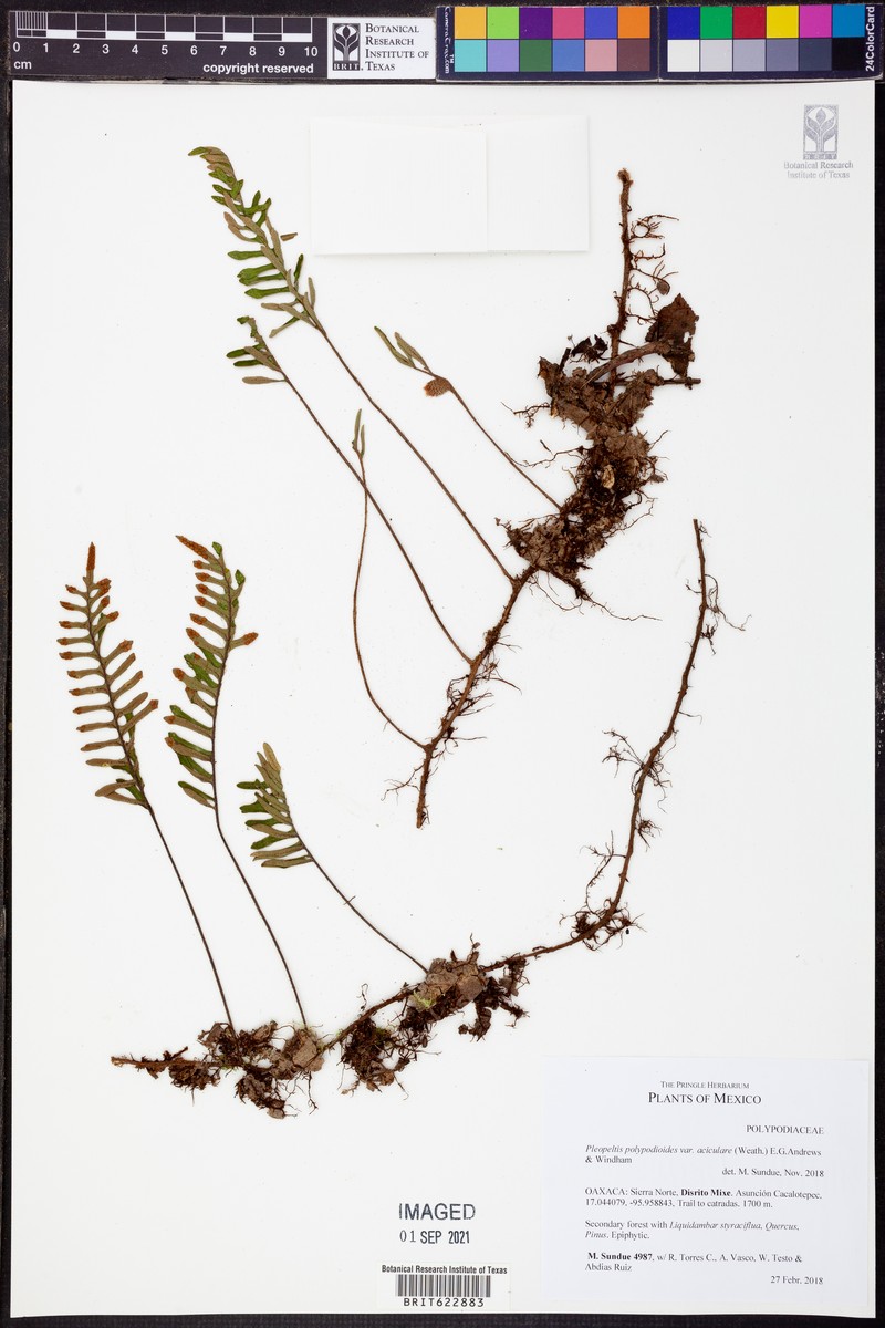 Pleopeltis acicularis photo 6