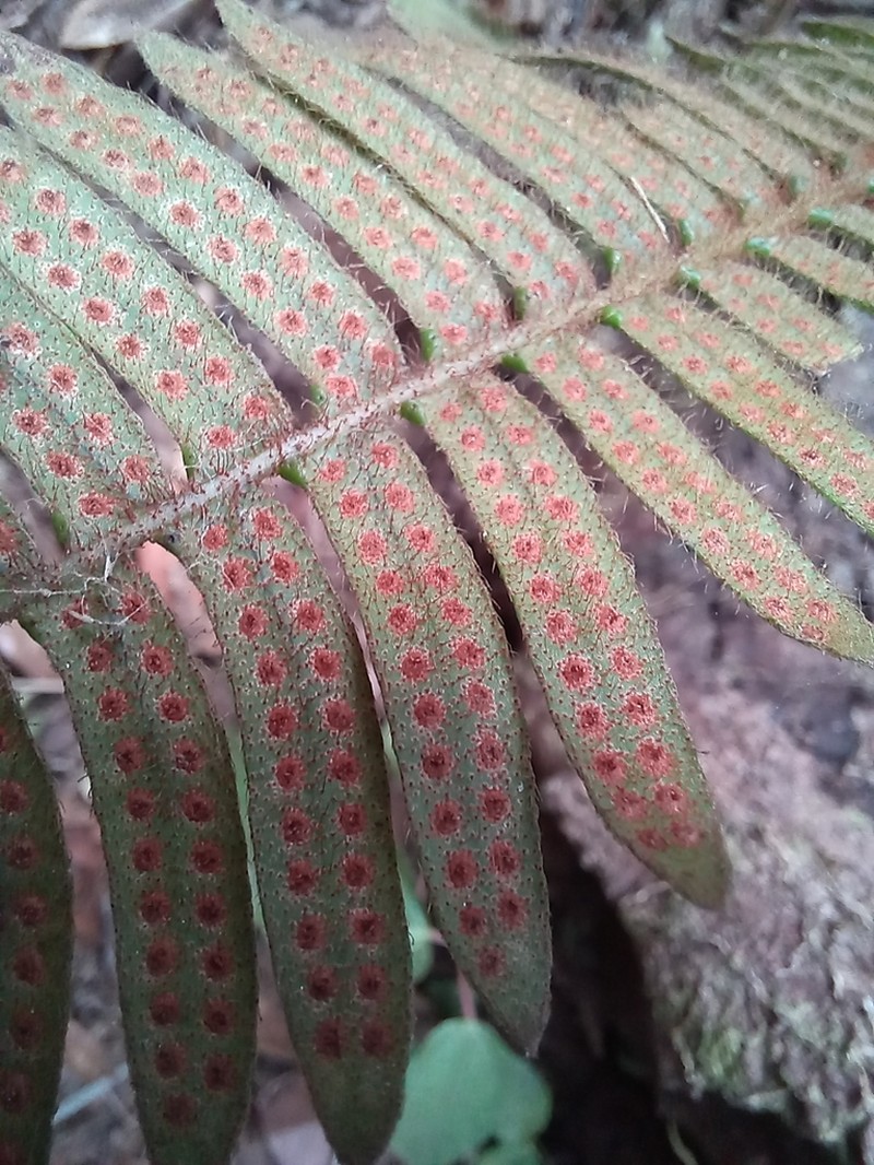 Pleopeltis alborufula