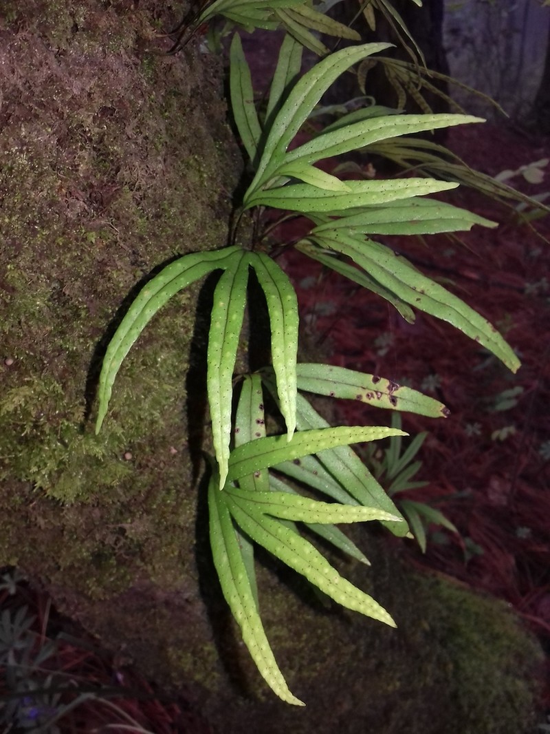 Pleopeltis angusta photo 3