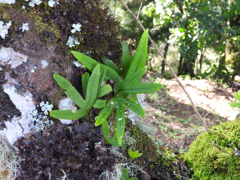 Pleopeltis angusta var. angusta