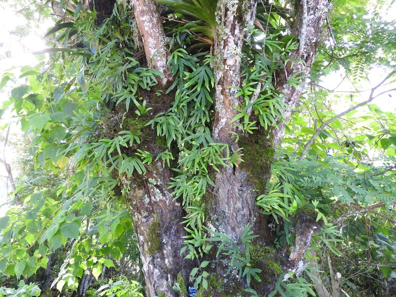 Pleopeltis angusta var. angusta photo 2