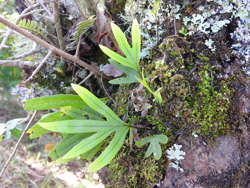 Pleopeltis angusta var. angusta photo 3