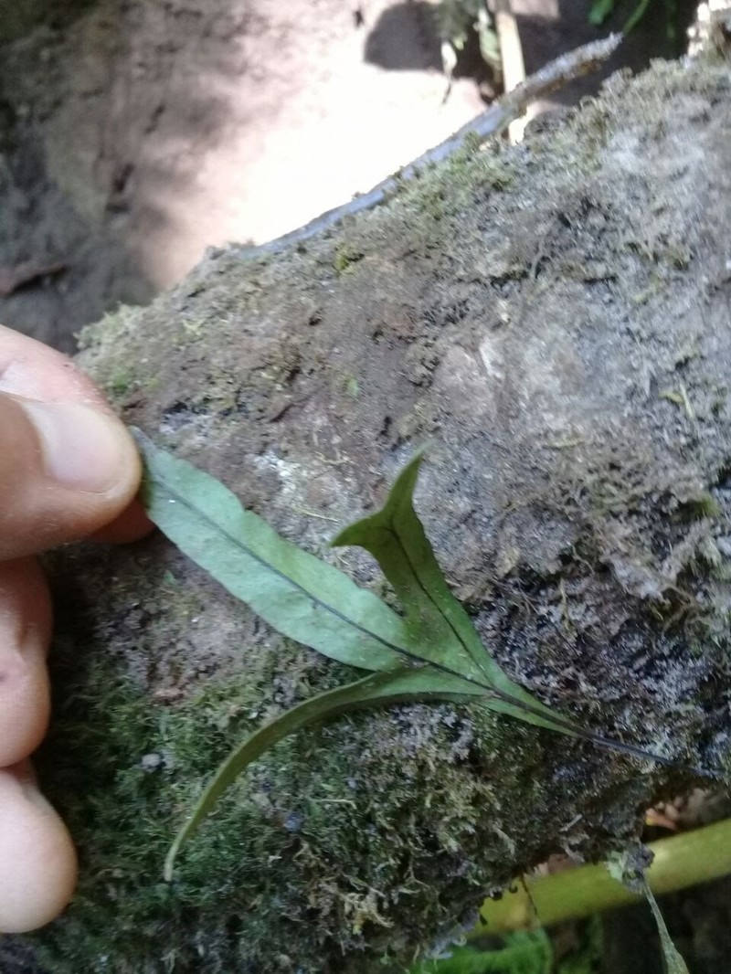 Pleopeltis angusta var. angusta photo 4