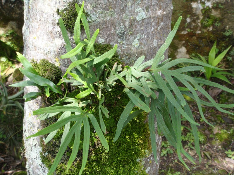 Pleopeltis angusta var. stenoloma photo 2