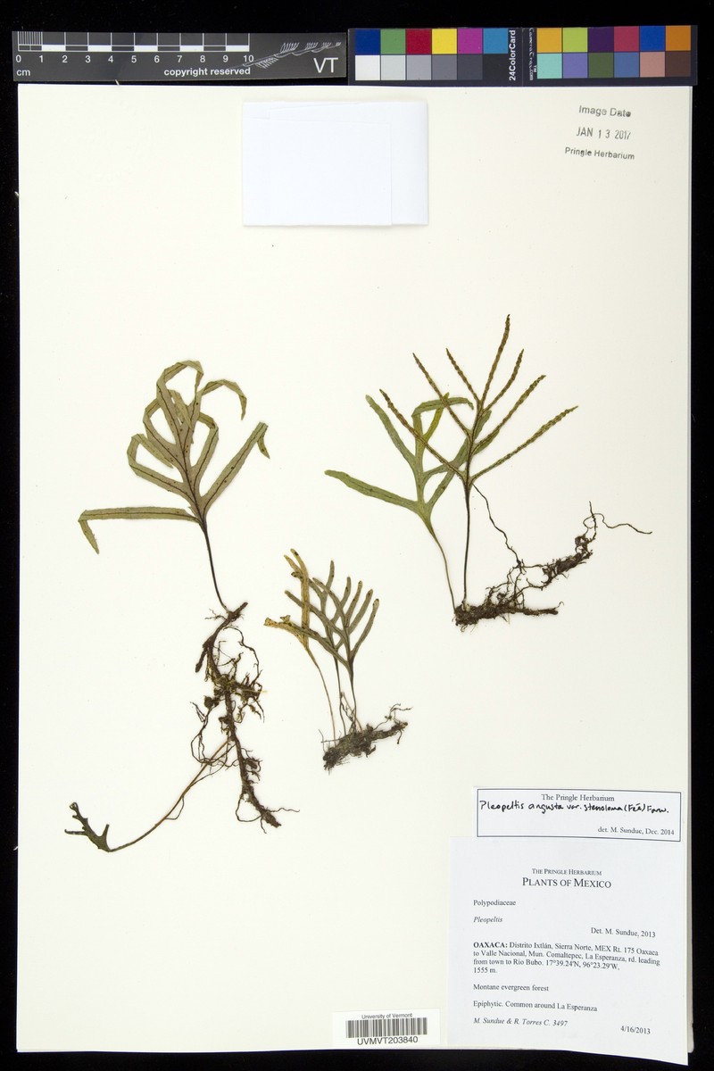 Pleopeltis angusta var. stenoloma photo 3