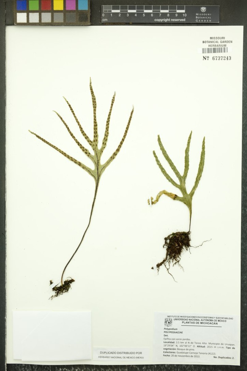 Pleopeltis angusta var. stenoloma photo 4